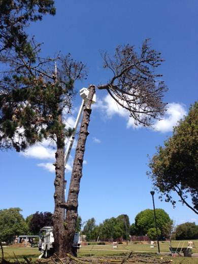 JFK dead Pine 05